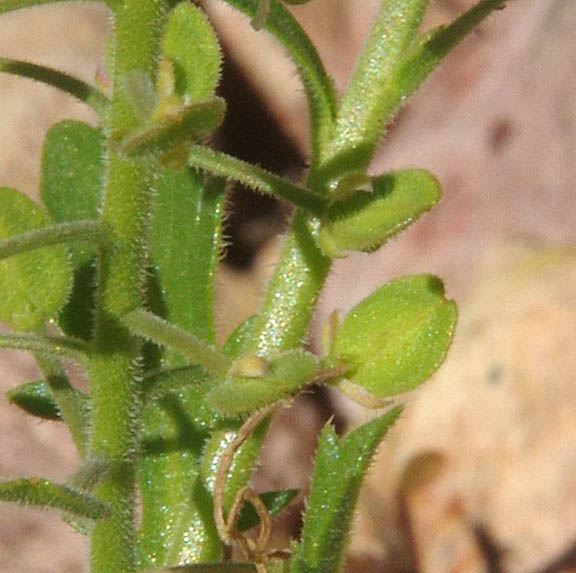 Lepidium lasiocarpum ssp.lasiocarpum